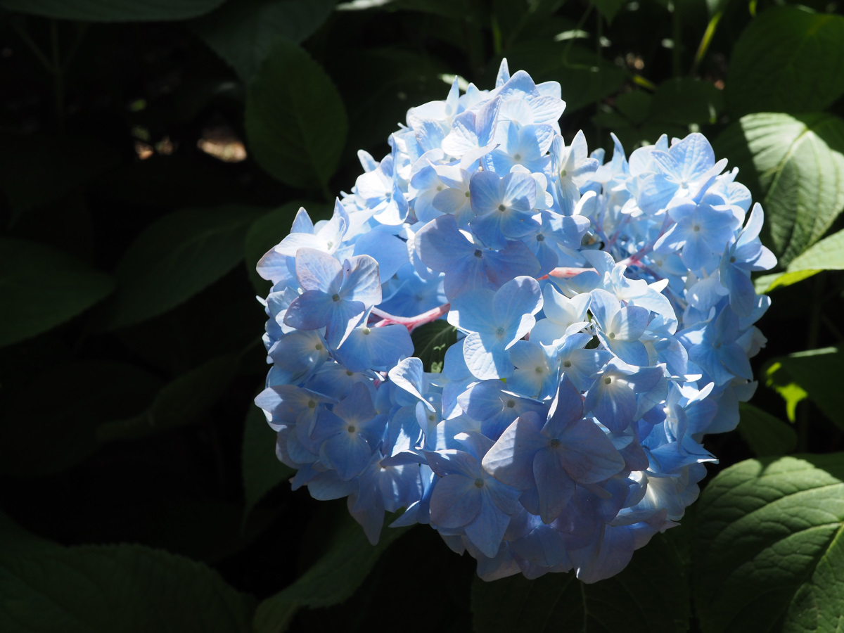 f:id:doinotouchan01:20200607211636j:plain