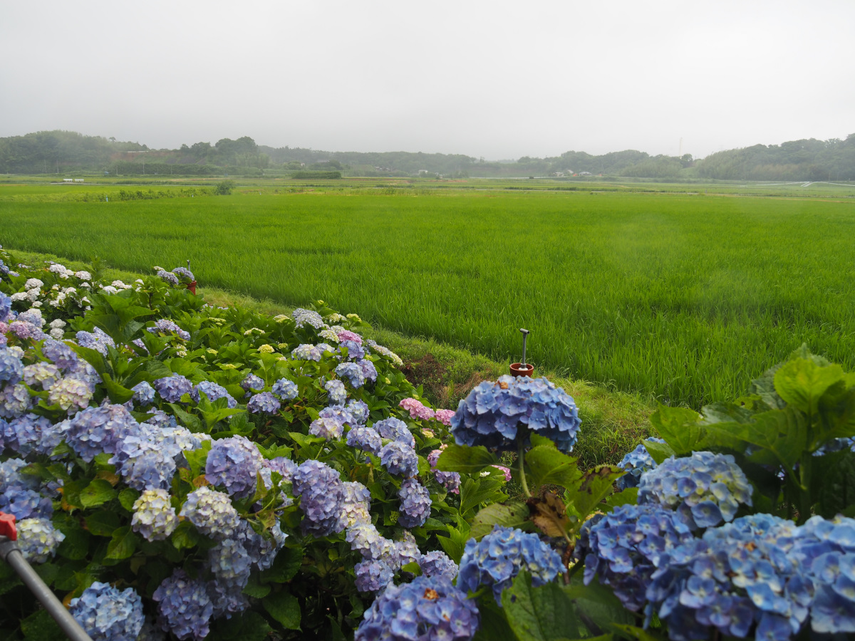 f:id:doinotouchan01:20200614122913j:plain