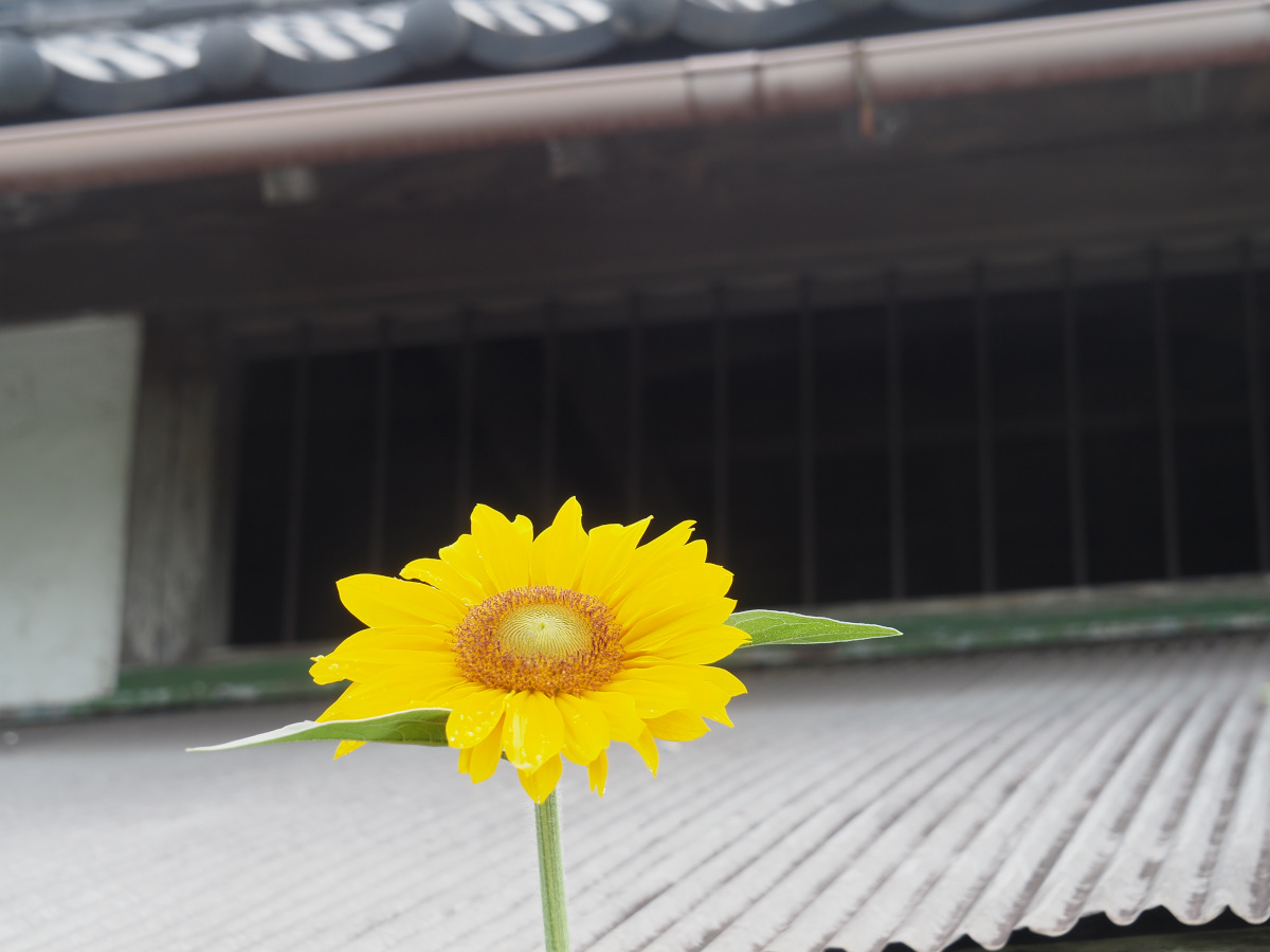 f:id:doinotouchan01:20210625202808j:plain