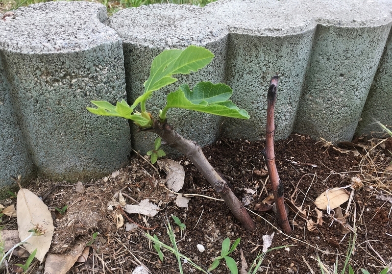 いちじく挿し木 写真付きの日記