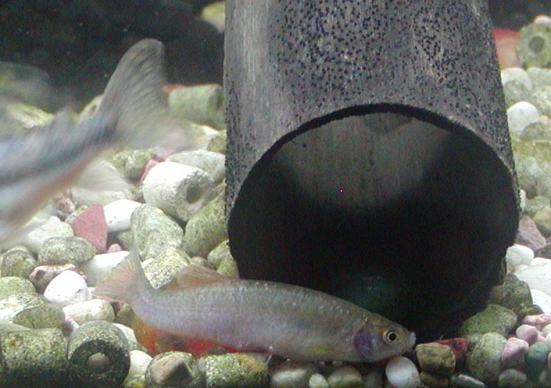 パールダニオの魚種プロフィール