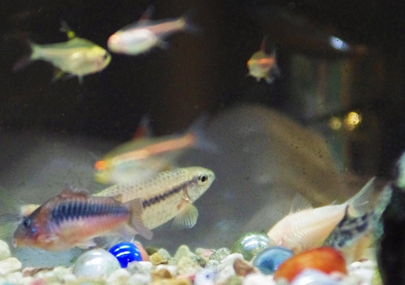 ブログ開始前の熱帯魚水槽の記録 その２ 写真付きの日記