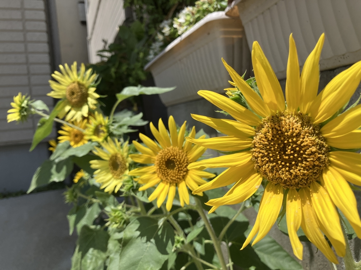 ミニヒマワリ67日目（満開） - どこここブログ