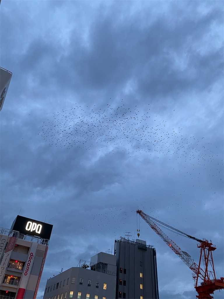 藤沢駅南口は夕方になると鳥の群れが現れる - ロードバイクの「ロ」
