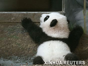 アトランタ動物園の「美蘭(メイラン)」