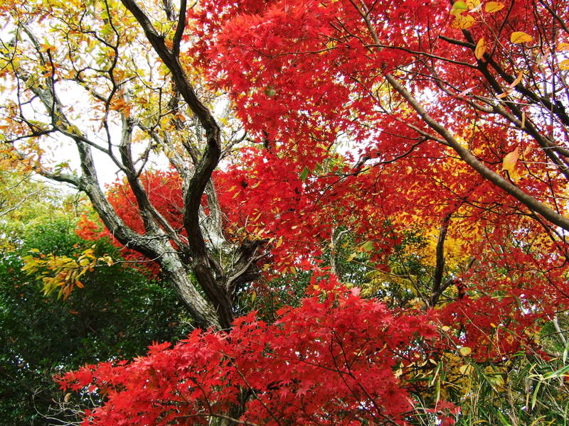 七三峠の紅葉 七三峠の紅葉