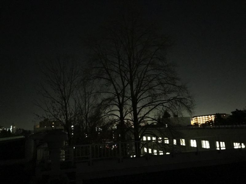 teitennoki.jpg 定点の木