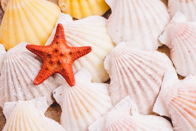 f:id:dokudamiyoshiko:20171112195108j:plain