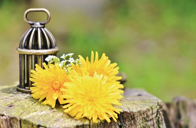 f:id:dokudamiyoshiko:20171116220736j:plain f:id:dokudamiyoshiko:20171116220736j:plain