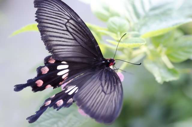 f:id:dokudamiyoshiko:20171127224405j:plain f:id:dokudamiyoshiko:20171127224405j:plain