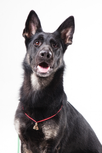 f:id:dokudamiyoshiko:20180822202808j:plain