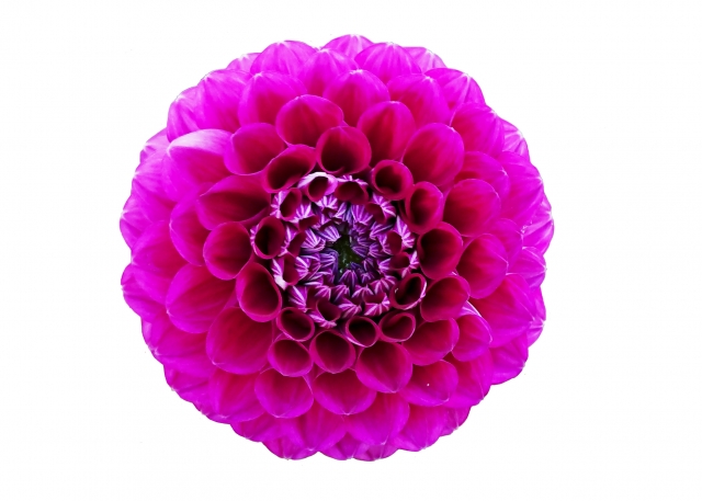 f:id:dokudamiyoshiko:20181123231847j:plain f:id:dokudamiyoshiko:20181123231847j:plain