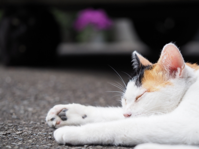 f:id:dokudamiyoshiko:20190908011225j:plain f:id:dokudamiyoshiko:20190908011225j:plain