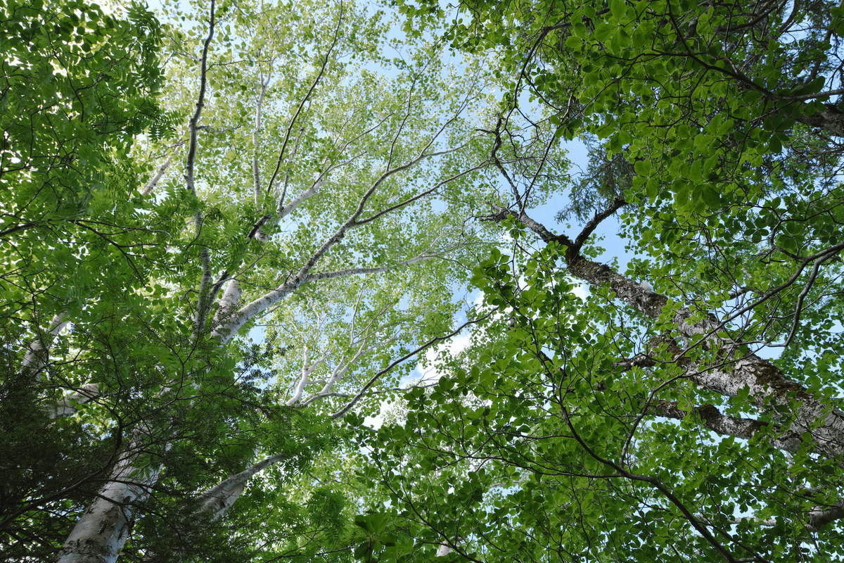 いないと生きていけない と いなくても生きていける の間 ドクダミ自由帳
