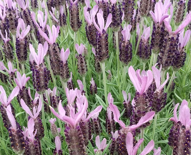 f:id:dokudamiyoshiko:20220704072509j:image