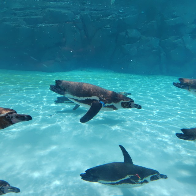 f:id:dokudamiyoshiko:20250801204523j:image f:id:dokudamiyoshiko:20250801204523j:image