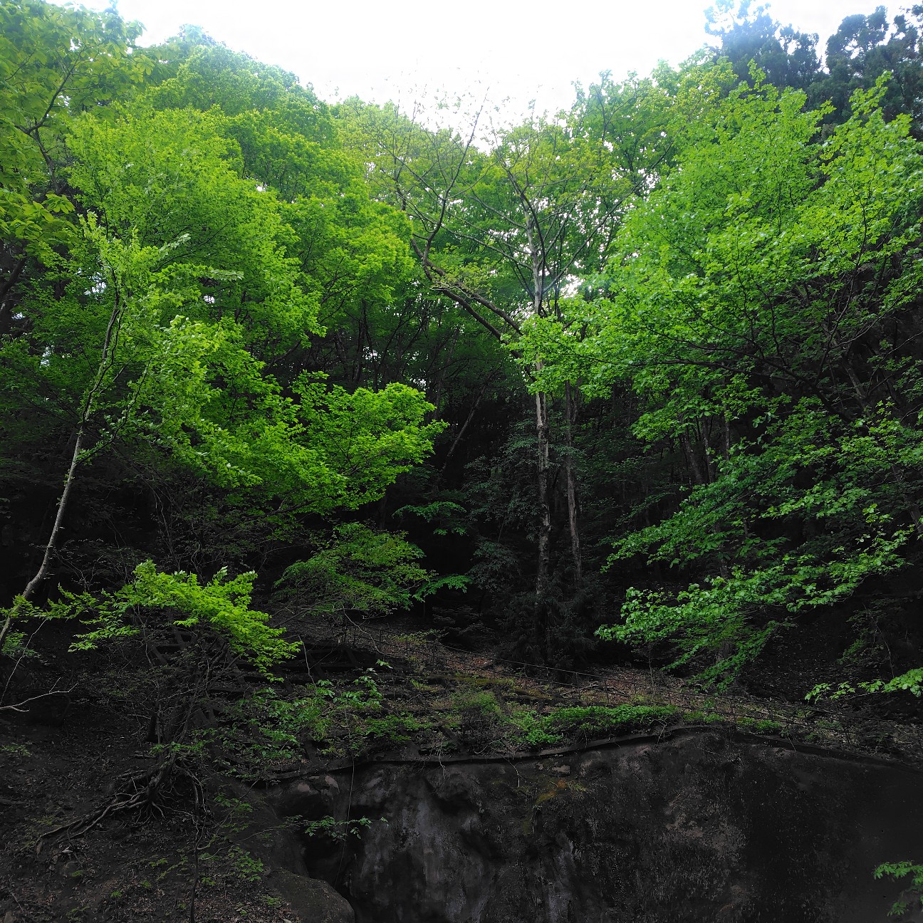 f:id:dokudamiyoshiko:20260502042456j:image