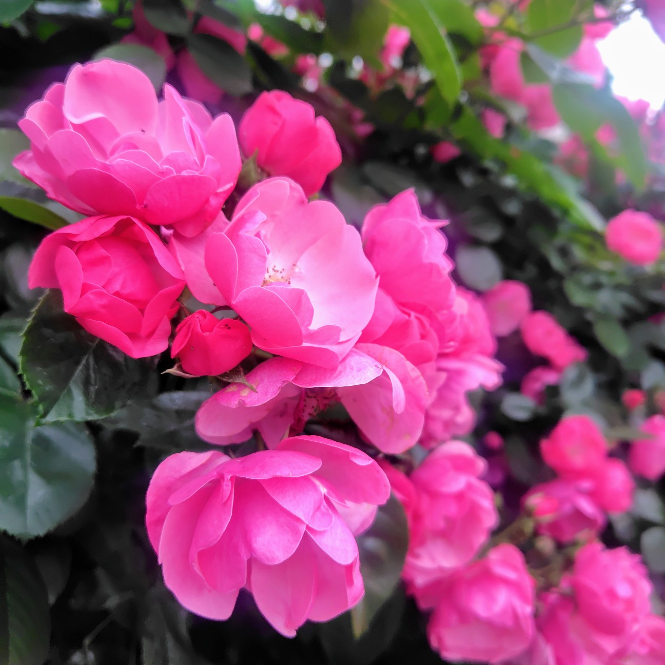f:id:dokudamiyoshiko:20260507061948j:image f:id:dokudamiyoshiko:20260507061948j:image