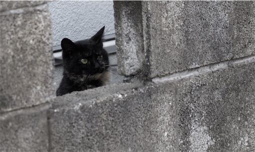 f:id:dokudokukinoco:20190129200614j:image:w250