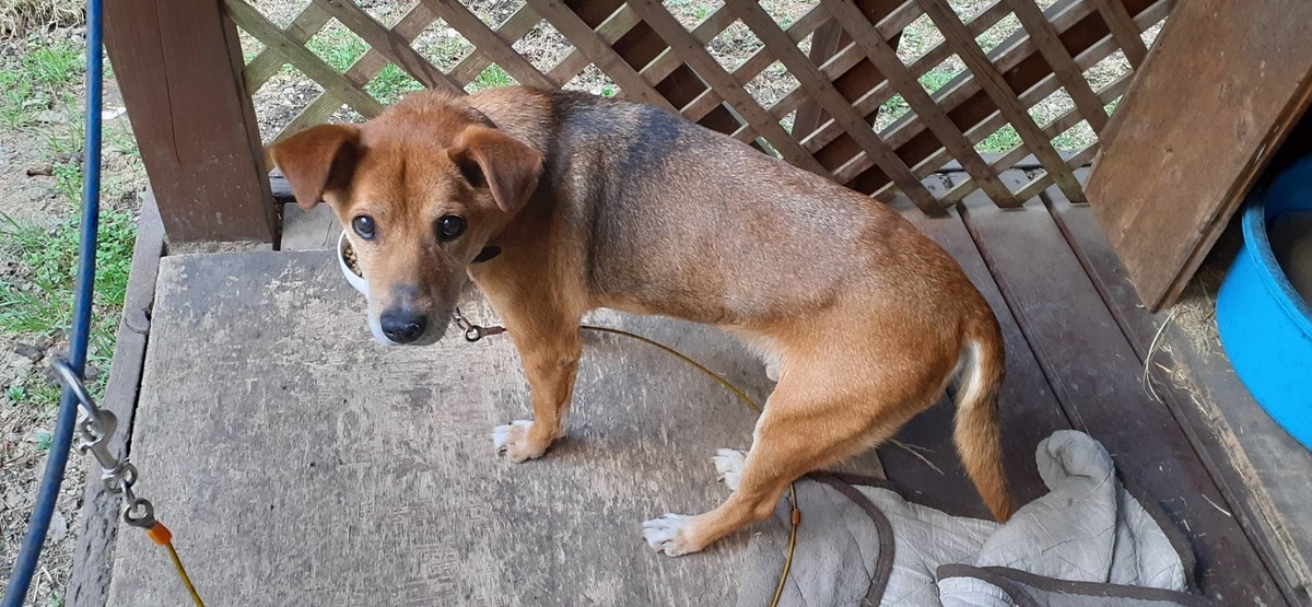 f:id:dokuguma:20220413183340j:plain