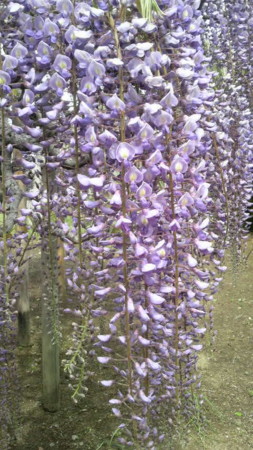 f:id:dokuhake:20130423131200j:image
