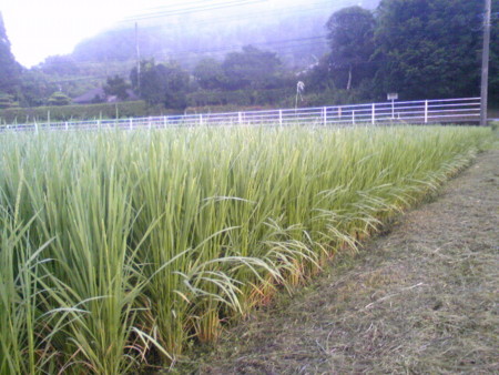 f:id:dokuhebiniki:20090823163501j:image