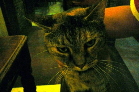 ねこ！！