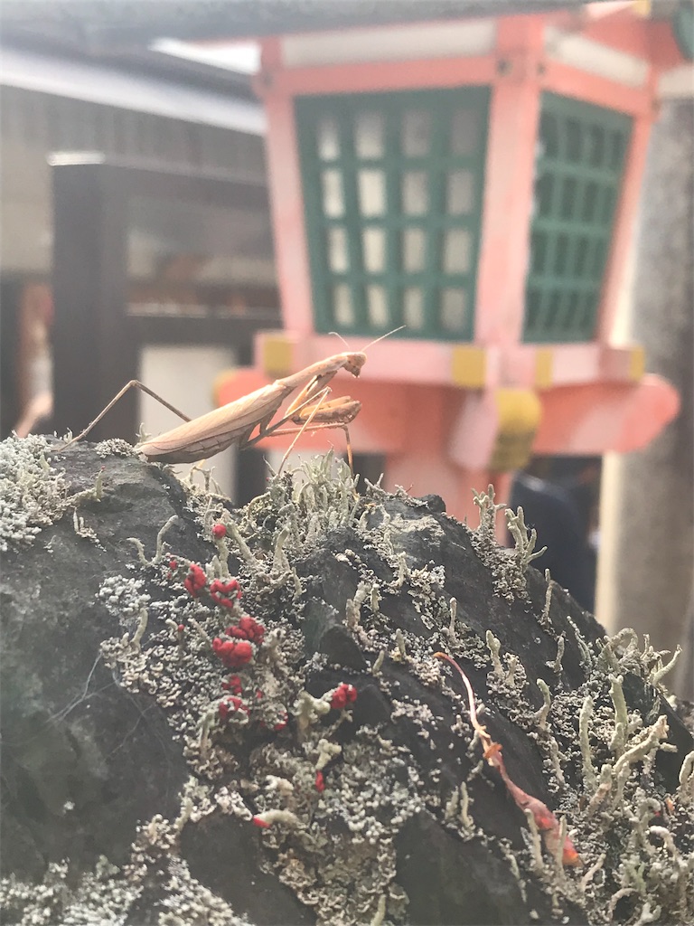 f:id:dokumushi-change:20181211211659j:image