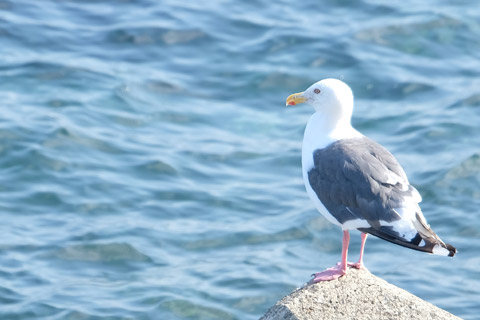 海を見ていた午後