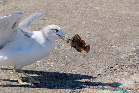 お魚くわえたカモメさん