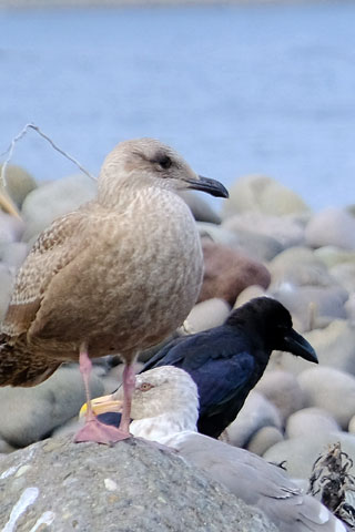 海に集う鳥たち