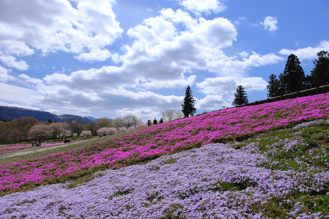 春の秩父旅・1日目｜羊山公園芝桜まつり - 独旅ブログ（どくたびぶろぐ）