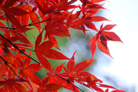 多良峡森林公園の紅葉