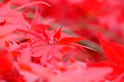 多良峡森林公園の紅葉