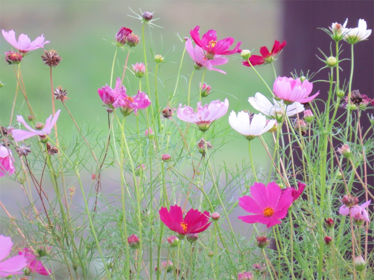 f:id:dollyosaka:20160825230859j:image