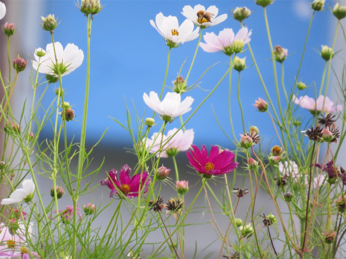 f:id:dollyosaka:20160826014847j:image