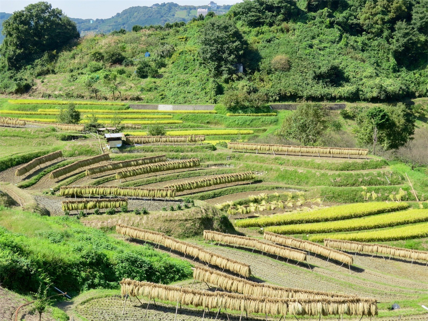 f:id:dollyosaka:20161012173657j:image