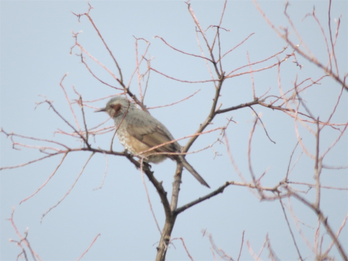 f:id:dollyosaka:20170208181900j:image