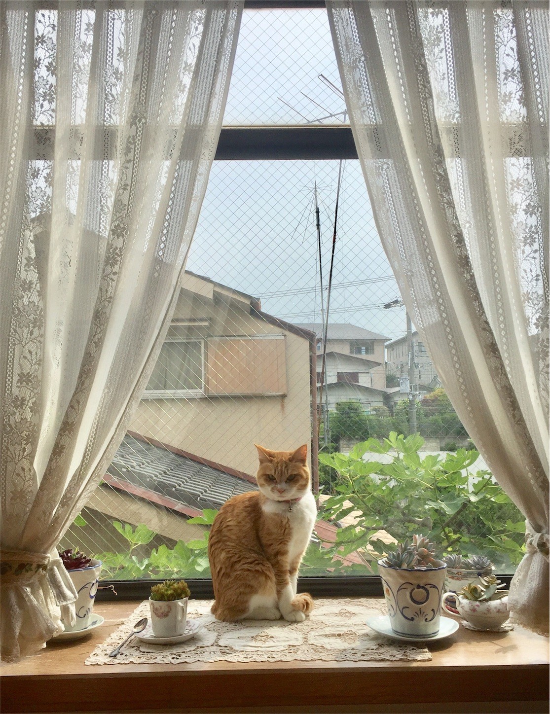 f:id:dollyosaka:20170620215503j:image