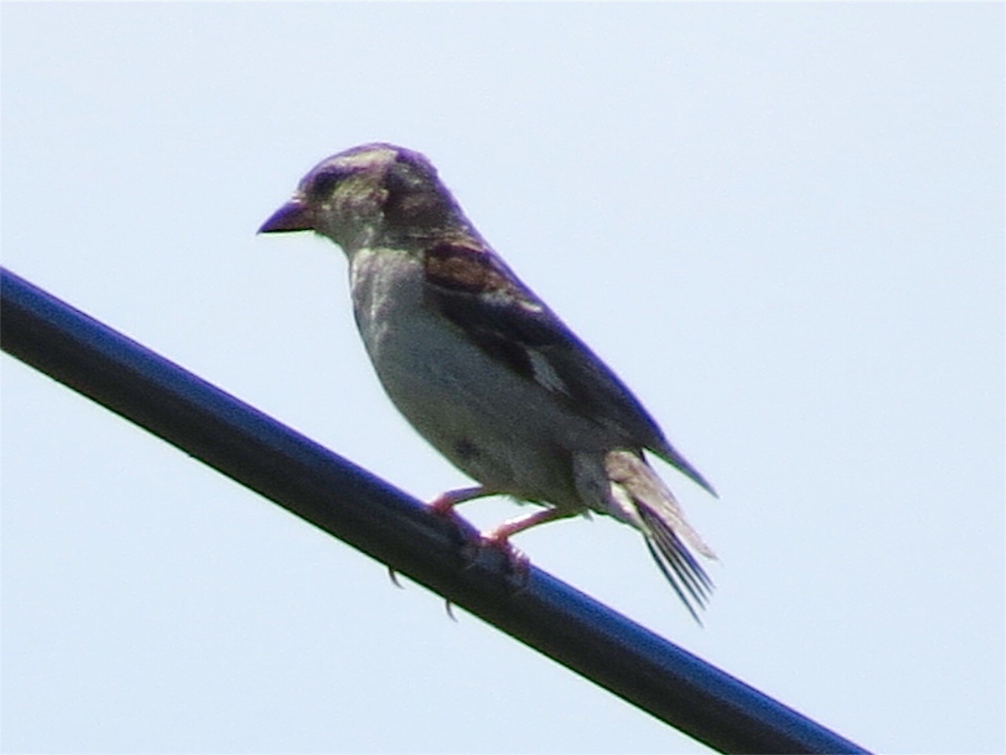 f:id:dollyosaka:20170729170718j:image