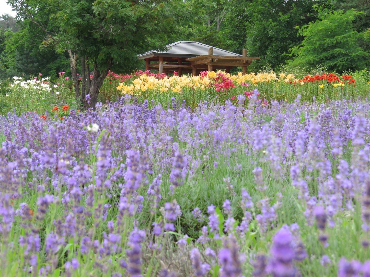 f:id:dollyosaka:20170729171050j:image