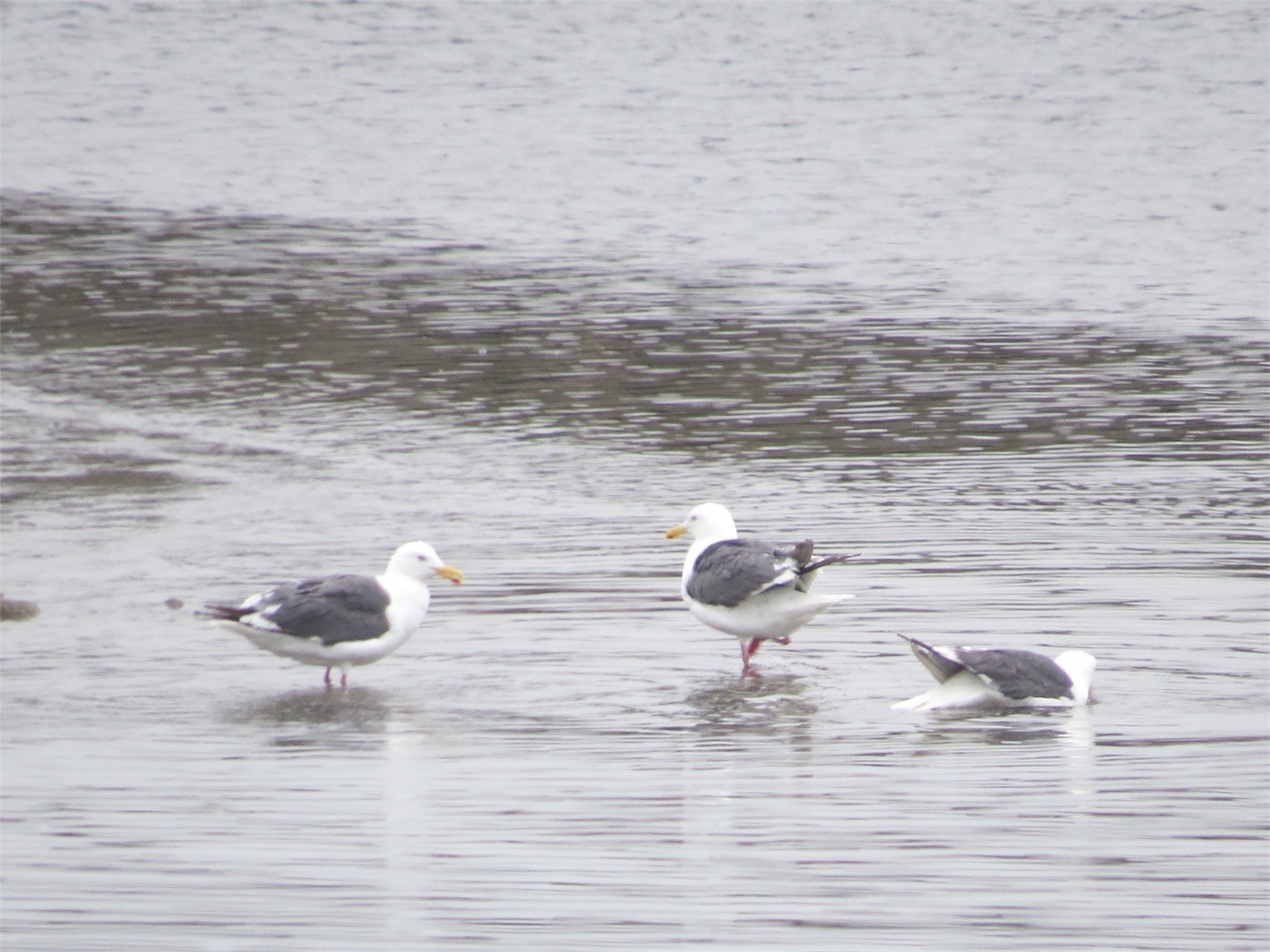 f:id:dollyosaka:20170804164346j:image