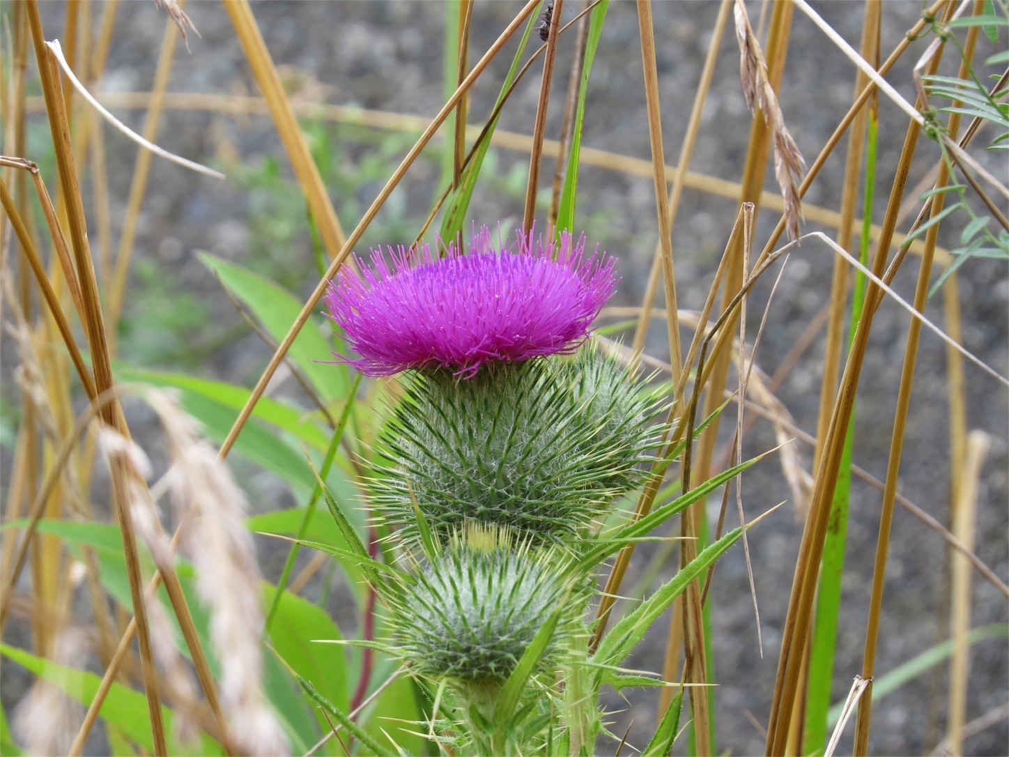 f:id:dollyosaka:20170804164354j:image