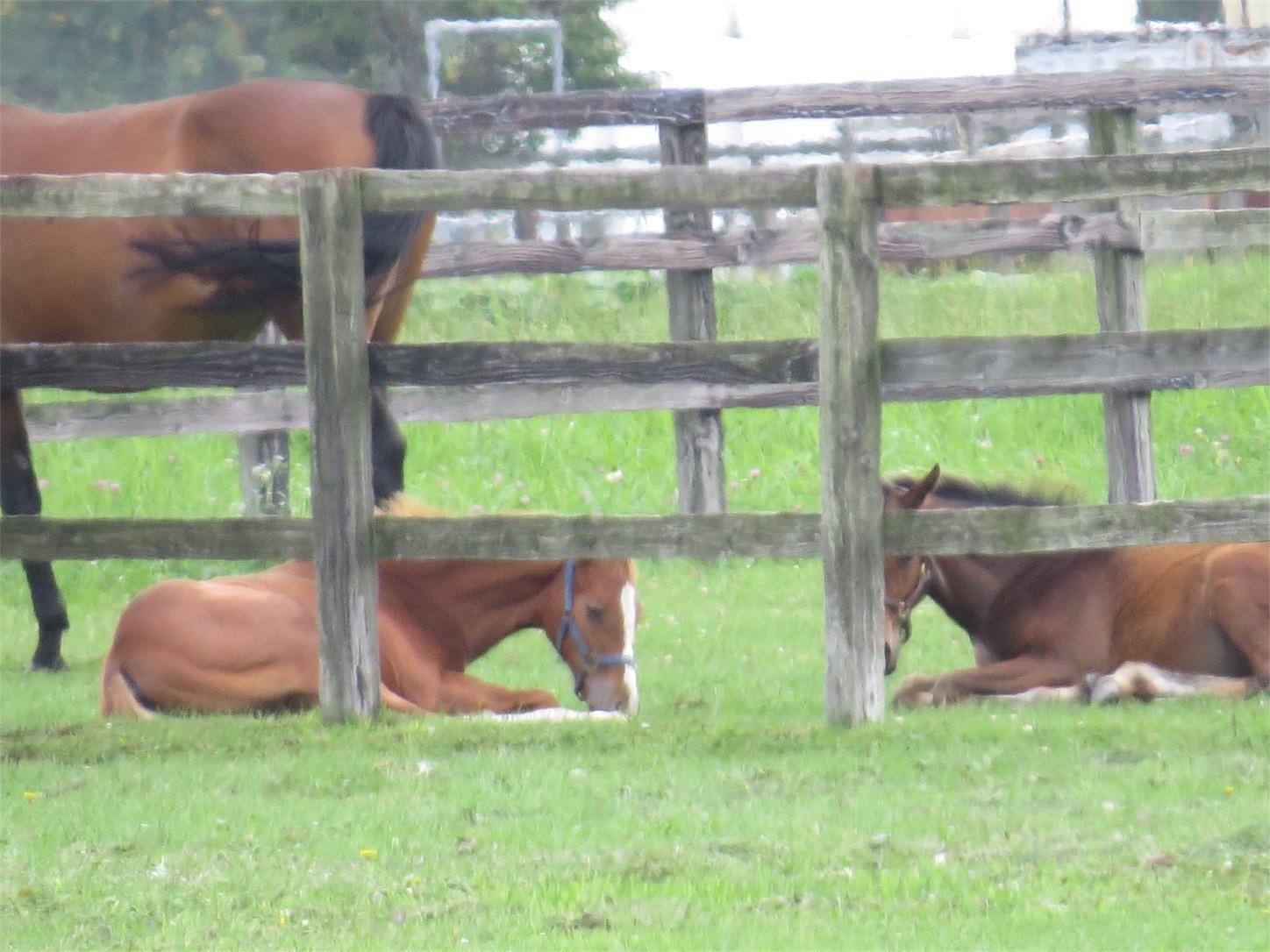 f:id:dollyosaka:20170811205615j:image