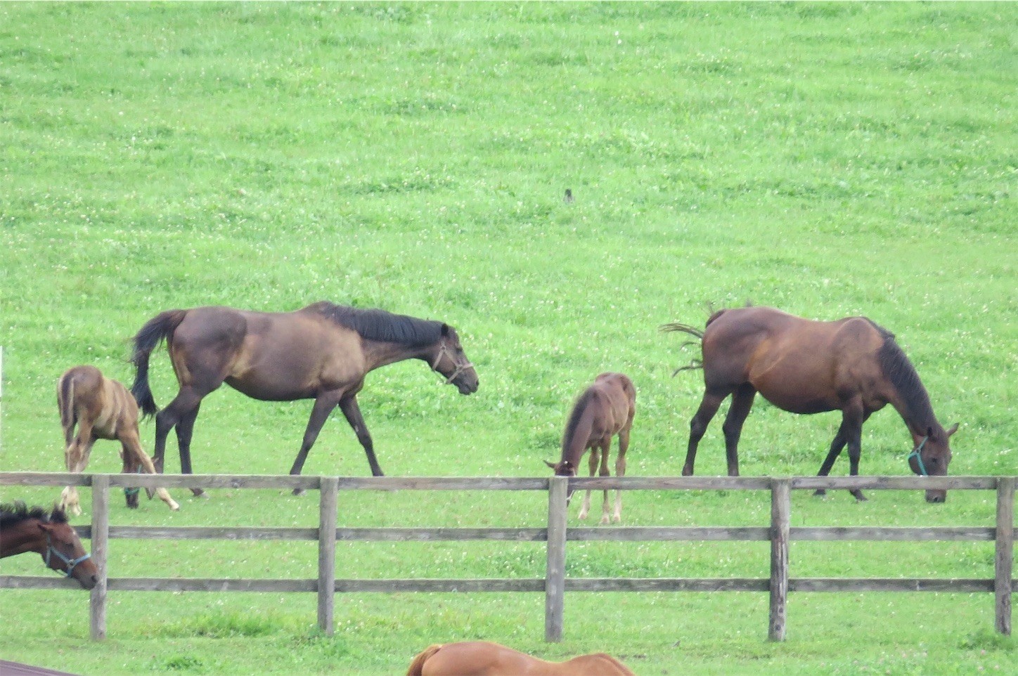 f:id:dollyosaka:20170814194210j:image