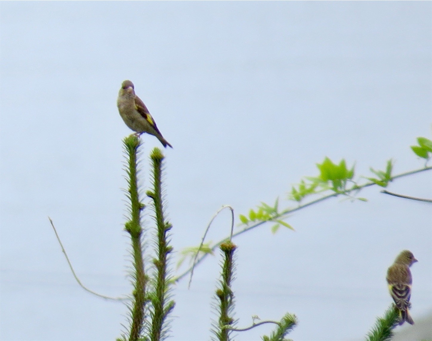 f:id:dollyosaka:20170814234127j:image