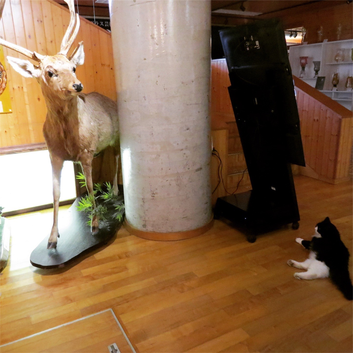 f:id:dollyosaka:20170822231500j:image