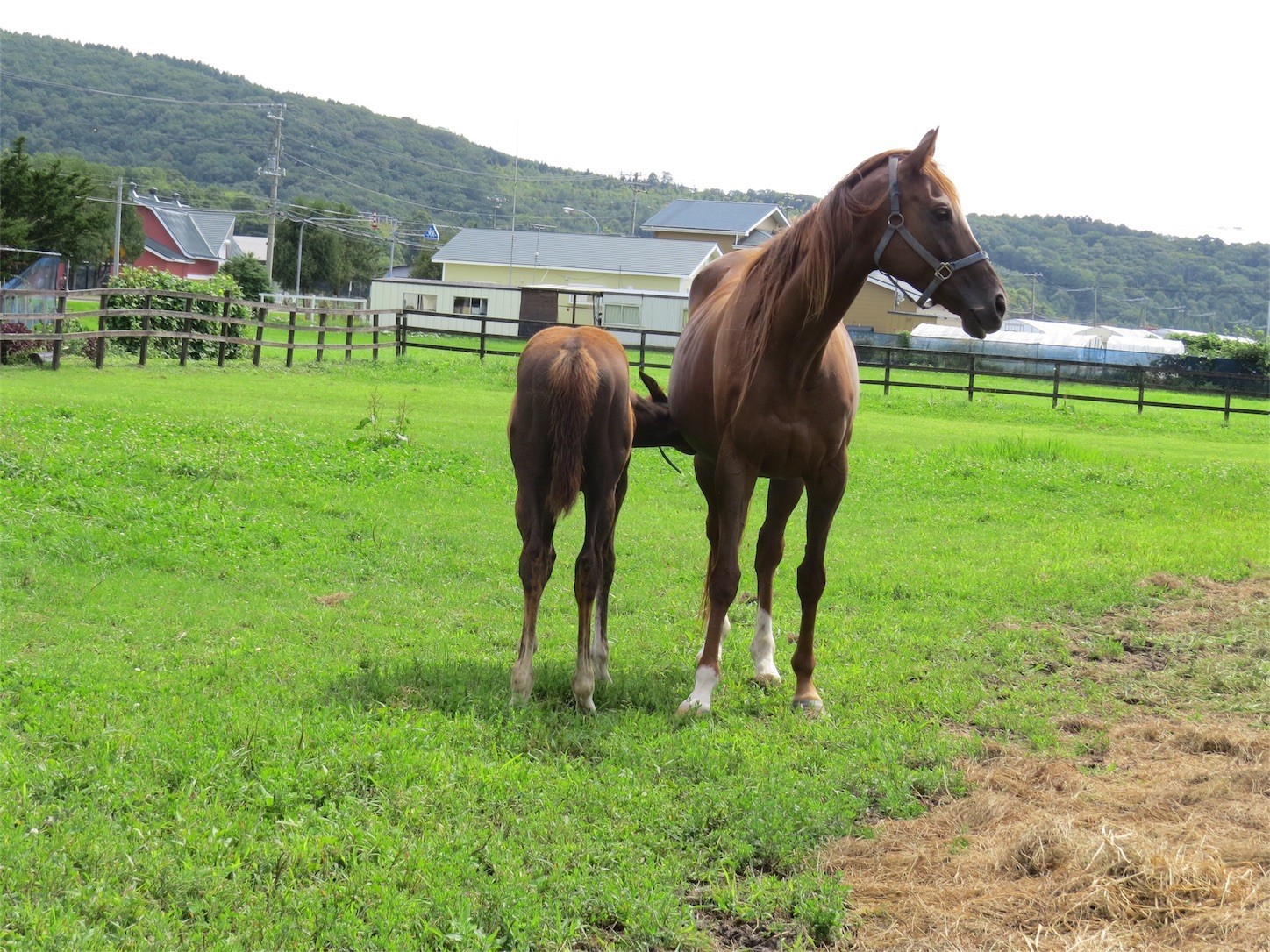 f:id:dollyosaka:20170830161044j:image