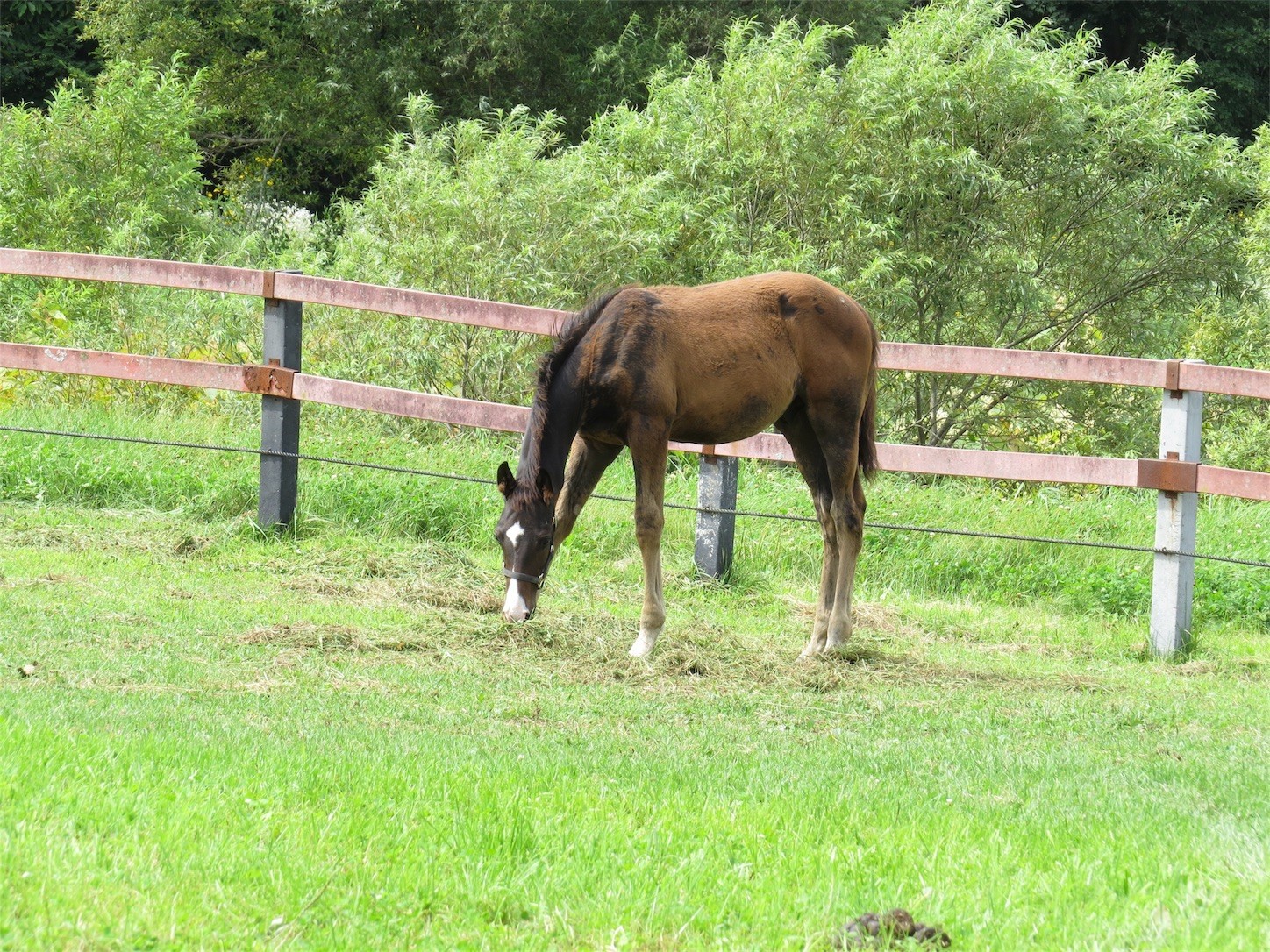 f:id:dollyosaka:20170830161354j:image