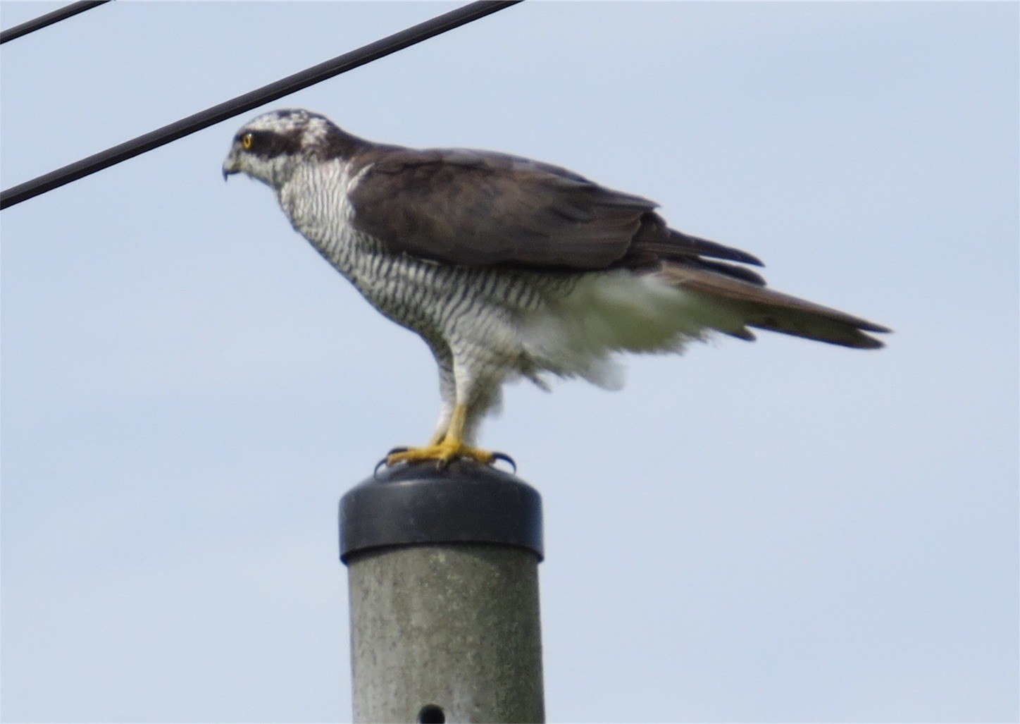 f:id:dollyosaka:20170830195402j:image